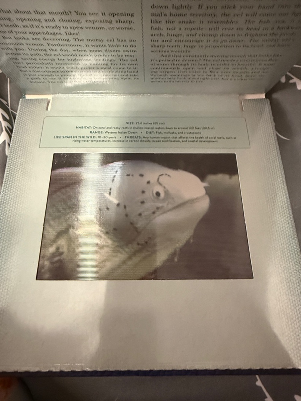 Ocean Photicular Book — Blue and Teal Hardcover - Picture 7 of 9